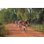 Team 137 / Raid Amazones Cambodge - J5 VTT