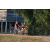 Team 51 / Raid Amazones Cambodge - J5 VTT
