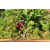 Team 60 / Raid Amazones Cambodge - J5 VTT