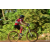 Team 52 / Raid Amazones Cambodge - J5 VTT