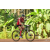 Team 52 / Raid Amazones Cambodge - J5 VTT