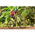 Team 46 / Raid Amazones Cambodge - J5 VTT