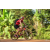 Team 57 / Raid Amazones Cambodge - J5 VTT