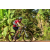 Team 39 / Raid Amazones Cambodge - J5 VTT