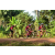 Team 175 / Raid Amazones Cambodge - J5 VTT