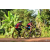 Team 42 / Raid Amazones Cambodge - J5 VTT