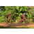 Team 156 / Raid Amazones Cambodge - J5 VTT