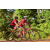 Team 55 / Raid Amazones Cambodge - J5 VTT