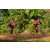 Team 178 / Raid Amazones Cambodge - J5 VTT