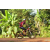 Team 10 / Raid Amazones Cambodge - J5 VTT