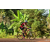 Team 167 / Raid Amazones Cambodge - J5 VTT