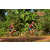 Team 124 / Raid Amazones Cambodge - J5 VTT