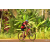 Team 28 / Raid Amazones Cambodge - J5 VTT