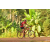 Team 152 / Raid Amazones Cambodge - J5 VTT