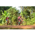 Team 172 / Raid Amazones Cambodge - J5 VTT