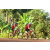 Team 16 / Raid Amazones Cambodge - J5 VTT