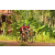 Team 51 / Raid Amazones Cambodge - J5 VTT