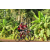 Team 51 / Raid Amazones Cambodge - J5 VTT