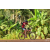 Team 103 / Raid Amazones Cambodge - J5 VTT