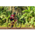 Team 103 / Raid Amazones Cambodge - J5 VTT