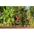Team 45 / Raid Amazones Cambodge - J5 VTT