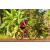 Team 148 / Raid Amazones Cambodge - J5 VTT