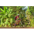 Team 148 / Raid Amazones Cambodge - J5 VTT