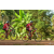 Team 114 / Raid Amazones Cambodge - J5 VTT