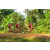 Team 181 / Raid Amazones Cambodge - J5 VTT