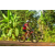 Team 169 / Raid Amazones Cambodge - J5 VTT