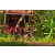 Team 170 / Raid Amazones Cambodge - J5 VTT