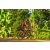 Team 137 / Raid Amazones Cambodge - J5 VTT