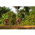 Team 165 / Raid Amazones Cambodge - J5 VTT