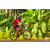 Team 135 / Raid Amazones Cambodge - J5 VTT