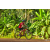 Team 113 / Raid Amazones Cambodge - J5 VTT