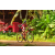 Team 138 / Raid Amazones Cambodge - J5 VTT