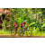 Team 49 / Raid Amazones Cambodge - J5 VTT