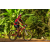 Team 146 / Raid Amazones Cambodge - J5 VTT