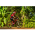 Team 146 / Raid Amazones Cambodge - J5 VTT