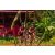 Team 173 / Raid Amazones Cambodge - J5 VTT