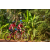 Team 116 / Raid Amazones Cambodge - J5 VTT