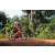Raid Amazones Cambodge - J5 VTT