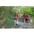 Team 119 / Raid Amazones Cambodge - J6 Trek