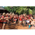 Team 116 / Raid Amazones Cambodge - J6 Trek