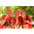 Team 151 / Raid Amazones Cambodge
