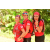 Team 135 / Raid Amazones Cambodge