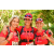 Team 175 / Raid Amazones Cambodge