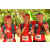 Team 146 / Raid Amazones Cambodge