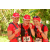 Team 130 / Raid Amazones Cambodge
