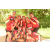 Team 178 / Raid Amazones Cambodge